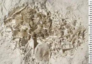 Bekas Muntahan Dinosaurus Ditemukan di area Denmark