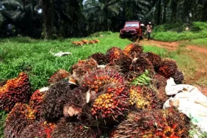 Lahan Sawit Diubah Jadi Kawasan Hutan Ditolak Petani, Hal ini Alasannya