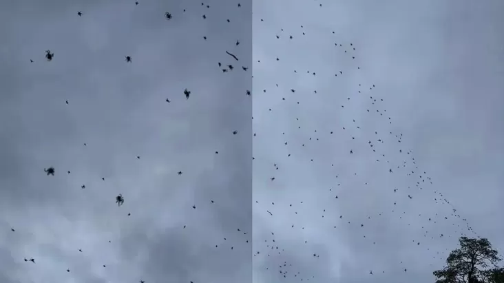 Berbagai Laba-laba Berjatuhan dari Langit, Hal ini adalah Penyebabnya