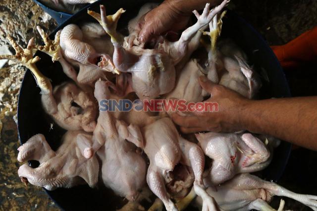 Geger Ayam Gelonggongan Disuntik Air Kotor, Menko Zulhas Kaget