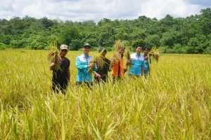Berkat Pendampingan, Panen Padi Grup Harapan Bersama Capai 38,5 Ton