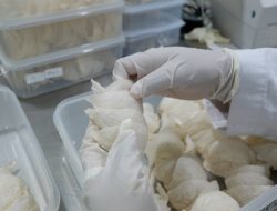 Eksportir Sarang Burung Walet RLCO Luncurkan Harga IPO Rp150-Rp168 per Saham