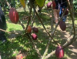 Cau Chocolates, Perusahaan Kakao di Tabanan yang Menginspirasi, Tidak Hanya Berorientasi Profit