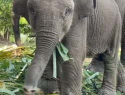 Selamatkan TNTN: Negara Jangan Tinggalkan Amanat Konstitusi Tesso Nilo