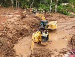 Peristiwa aneh harimau sebelum banjir di Aceh, warga kaget melihat munculnya hewan tersebut