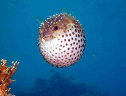Ikan Buntal, Kerang, dan Bahaya Toksin Laut yang Terlupakan