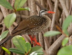 7 fakta menarik burung pedendang, hewan langka dari Sumatra