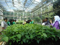 Potret Kebijakan Benih: Izin, Kelangkaan, dan Kepercayaan Petani