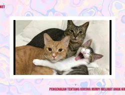 10 Makna Mimpi Anak Kucing Menggigit, Tanda Rindu akan Kasih Sayang