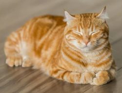 12 Tanda Kucing Birahi, Salah Satunya Mengeong Keras