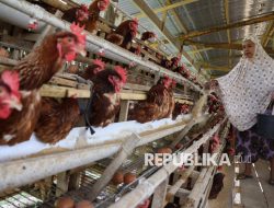 Arab Saudi Batasi Impor Unggas, RI Tingkatkan Standar Kesehatan Hewan