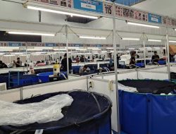 IJKS 2026 Tingkatkan Industri Ikan Koi Lokal dan Perkuat Hubungan Indonesia-Jepang