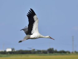 5 Fakta Menarik Burung Bangau yang Jarang Diketahui