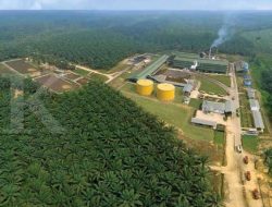 Emiten CPO Grup Salim Tumbuh di 2025, Ini Rekomendasi Sahamnya