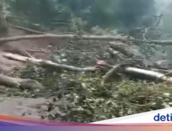 Tiga Wilayah Jatim Dilanda Pohon Tumbang: Jalur Pacet-Cangar Lumpuh, Pengendara Magetan Terluka