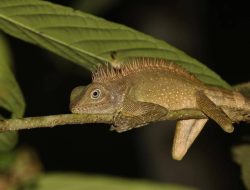 5 fakta menarik Bell’s forest dragon, kadal unik dengan kantong leher biru cerah