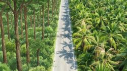 Standar Limbah Sawit 100 mg/L Dianggap Tidak Ramah Tanah