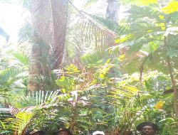 Aziz Martindas: Sagu Bukan Hanya Tanaman, Tapi Penyelamat di Masa Sulit