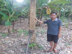 Duku Komering 2 Tahun Tak Berbuah, Petani Desa Rasuan Kehilangan Penghasilan